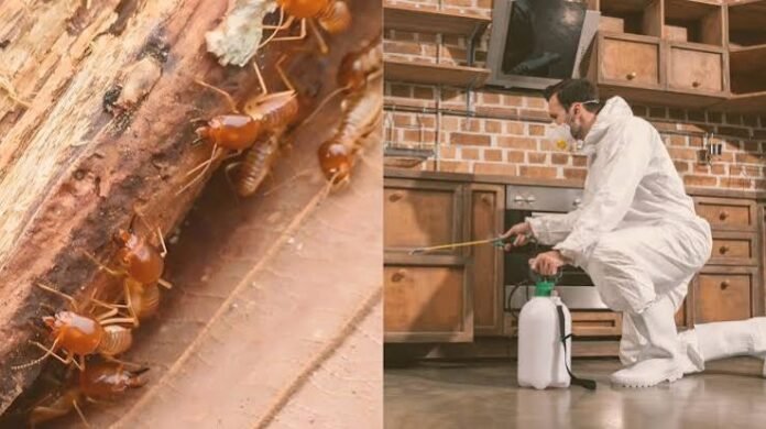 How to Protect Your Portsmouth Home From Termites and Common Pests